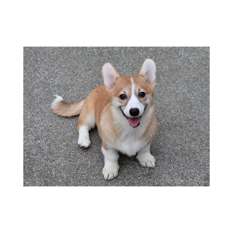 成約済の兵庫県のウェルシュコーギーペンブローク-396933の3枚目