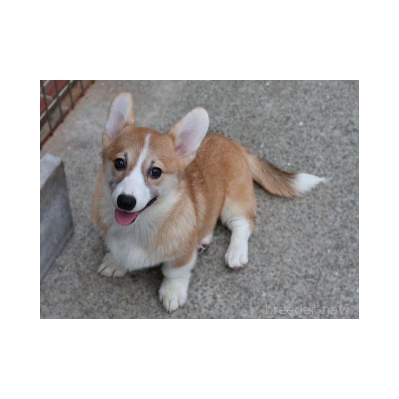 成約済の兵庫県のウェルシュコーギーペンブローク-396933の2枚目