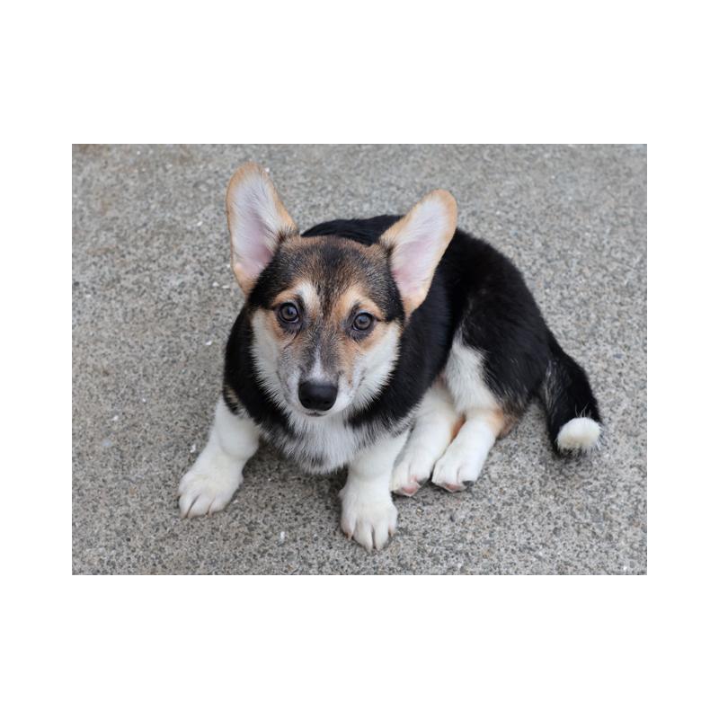 販売中の兵庫県のウェルシュコーギーペンブローク-396930の3枚目