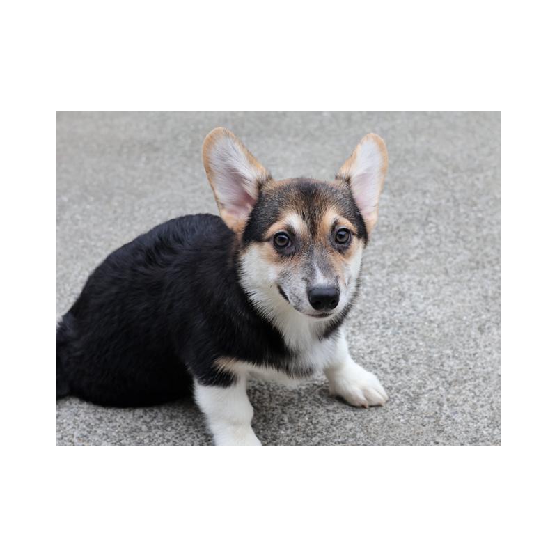 販売中の兵庫県のウェルシュコーギーペンブローク-396930の2枚目