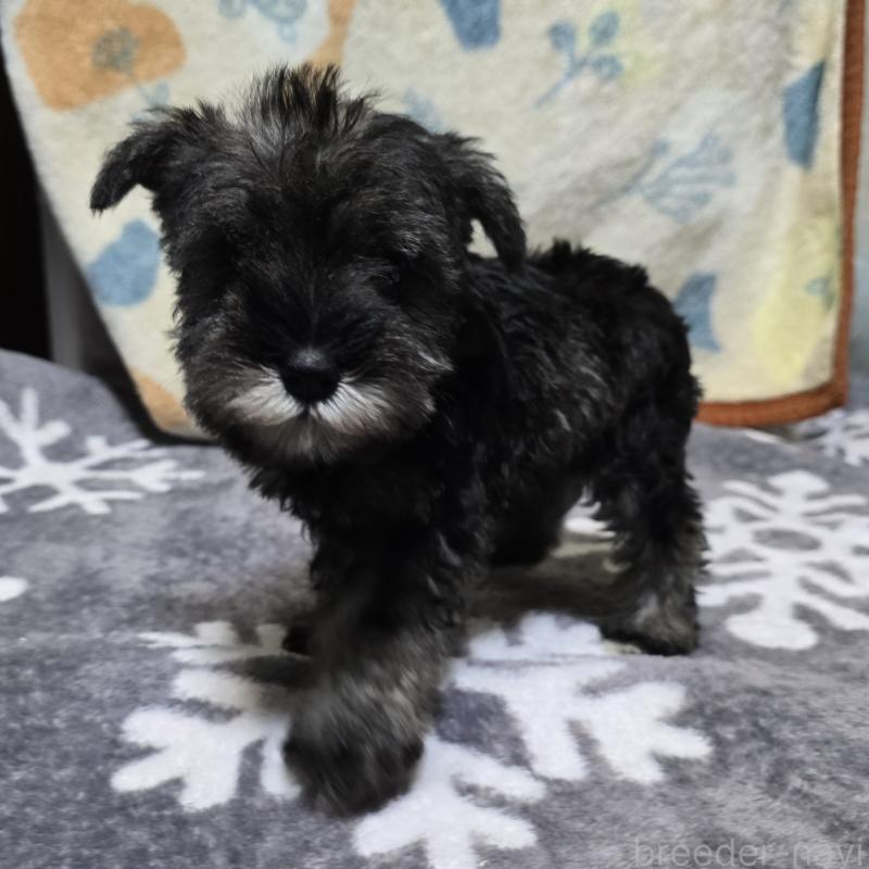 成約済の岡山県のミニチュアシュナウザー-410242の2枚目