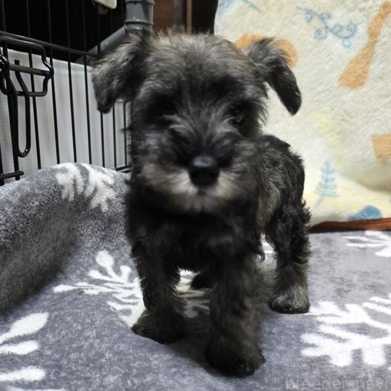 成約済の岡山県のミニチュアシュナウザー-410243