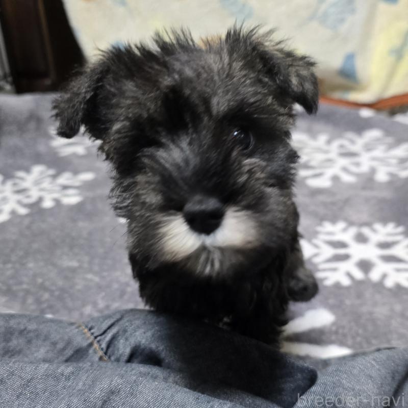 成約済の岡山県のミニチュアシュナウザー-410244の1枚目