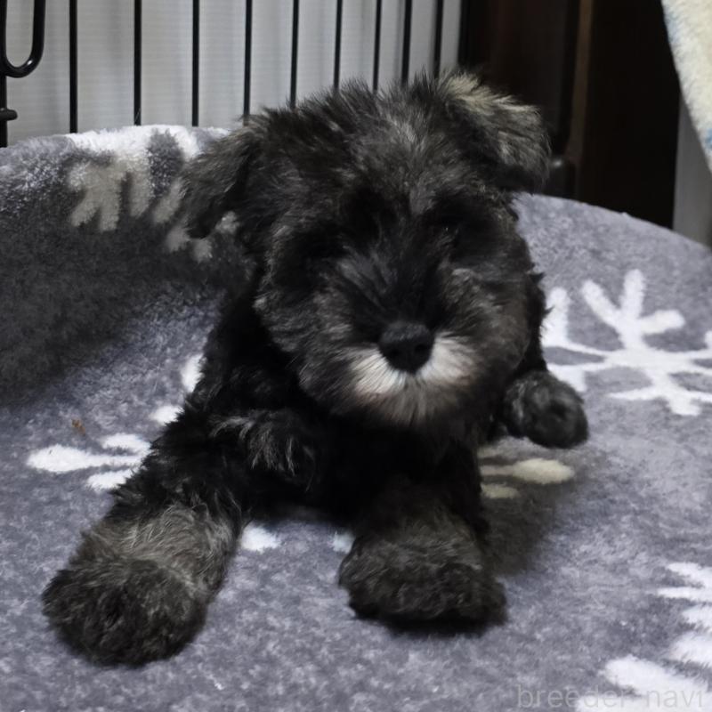 成約済の岡山県のミニチュアシュナウザー-410244の2枚目