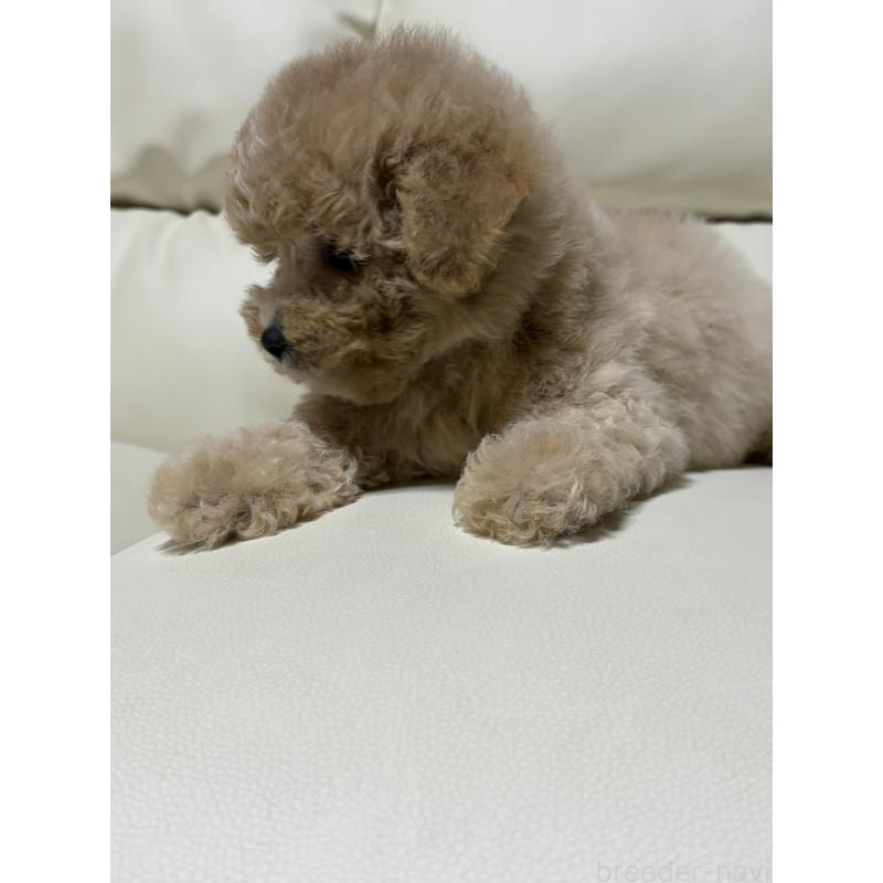 成約済の滋賀県のビションプー:ビションフリーゼ×トイプードル-412912の9枚目