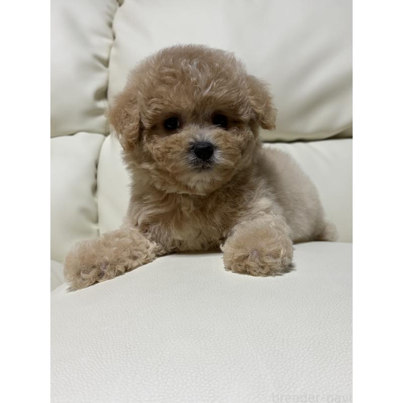 成約済の滋賀県のビションプー:ビションフリーゼ×トイプードル-412912の7枚目