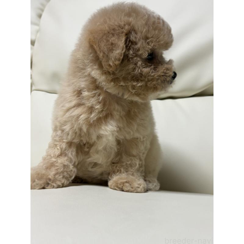 成約済の滋賀県のビションプー:ビションフリーゼ×トイプードル-412912の6枚目