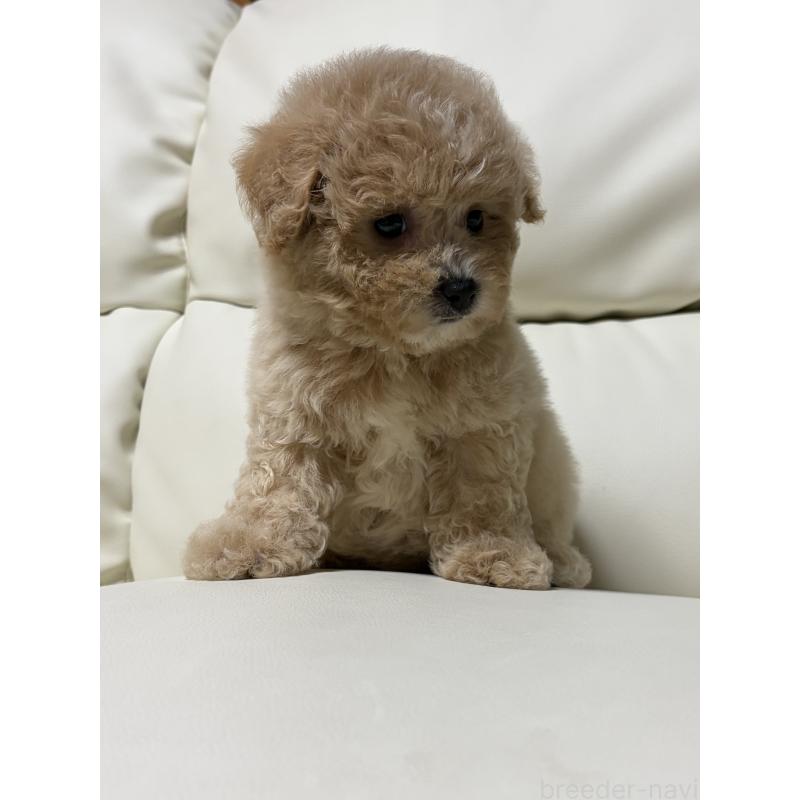 成約済の滋賀県のビションプー:ビションフリーゼ×トイプードル-412912の5枚目