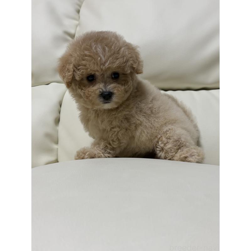 成約済の滋賀県のビションプー:ビションフリーゼ×トイプードル-412912の4枚目