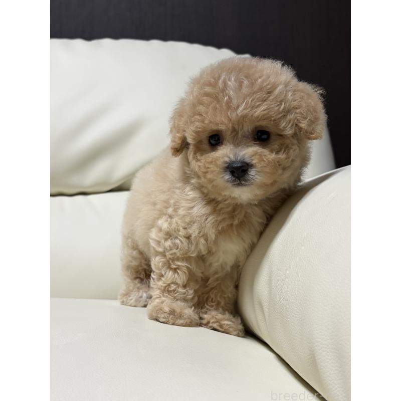 成約済の滋賀県のビションプー:ビションフリーゼ×トイプードル-412912の3枚目