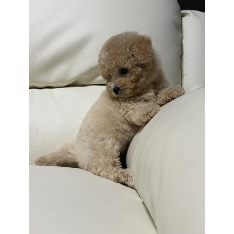 成約済の滋賀県のビションプー:ビションフリーゼ×トイプードル-412912の2枚目