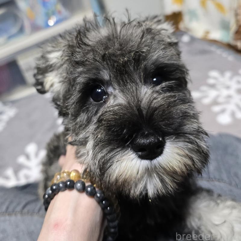 成約済の岡山県のミニチュアシュナウザー-406799の5枚目