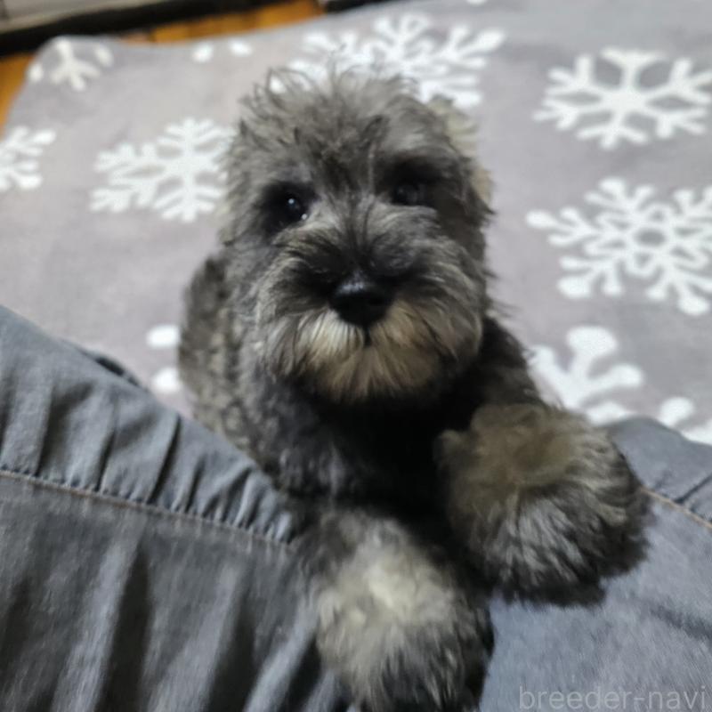 成約済の岡山県のミニチュアシュナウザー-406799の4枚目