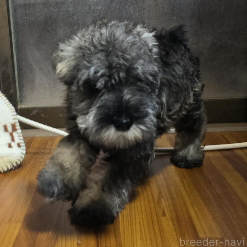 成約済の岡山県のミニチュアシュナウザー-406799の3枚目