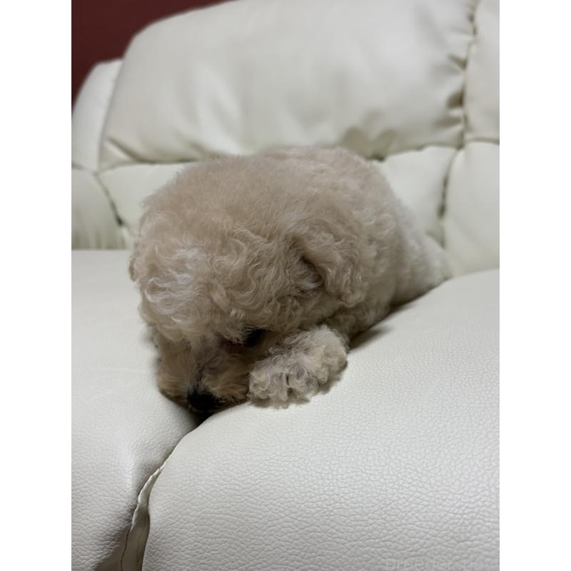 成約済の滋賀県のビションプー:ビションフリーゼ×トイプードル-412904の6枚目