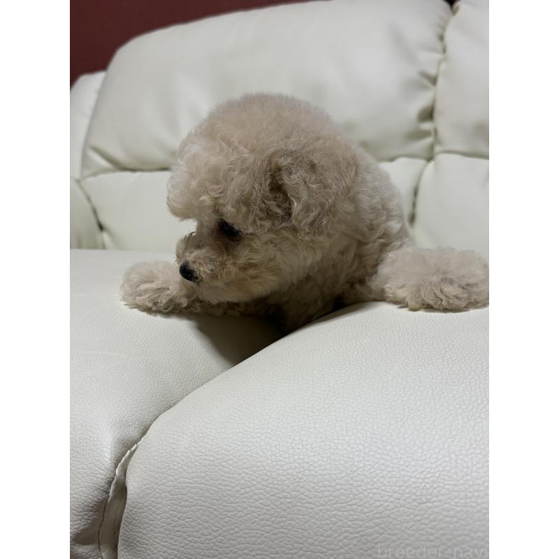 成約済の滋賀県のビションプー:ビションフリーゼ×トイプードル-412904の5枚目