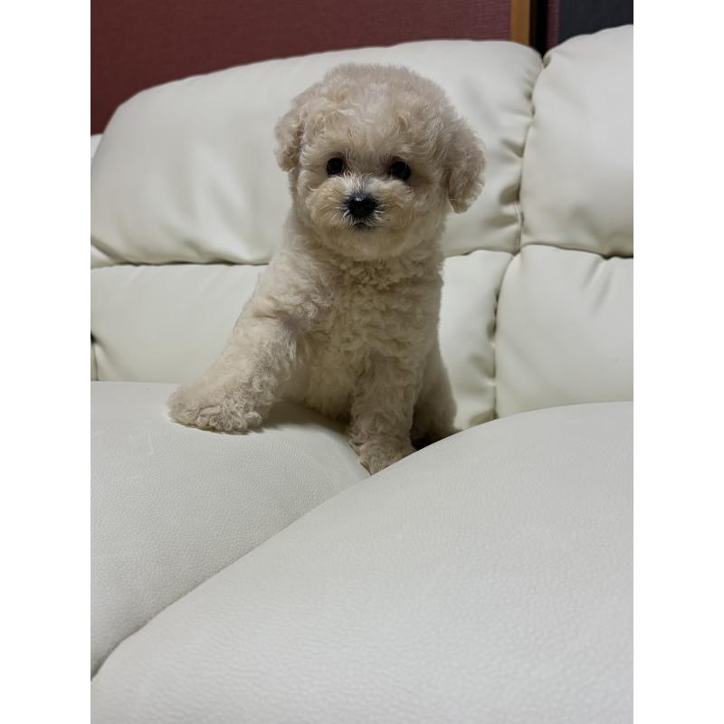 成約済の滋賀県のビションプー:ビションフリーゼ×トイプードル-412904の4枚目