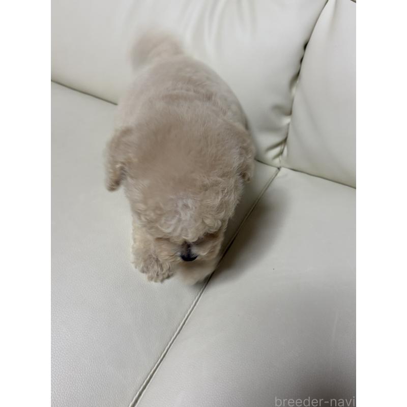 成約済の滋賀県のビションプー:ビションフリーゼ×トイプードル-412904の3枚目