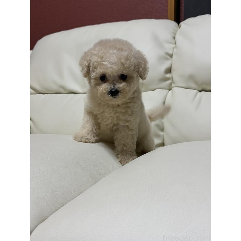 成約済の滋賀県のビションプー:ビションフリーゼ×トイプードル-412904の2枚目