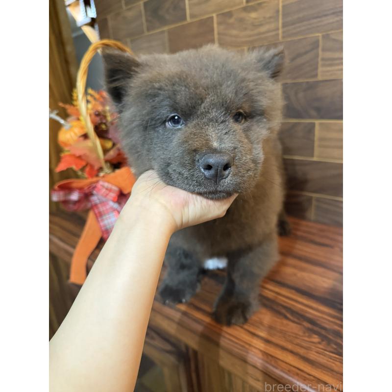 販売中の岐阜県のチャウチャウ-417856の6枚目