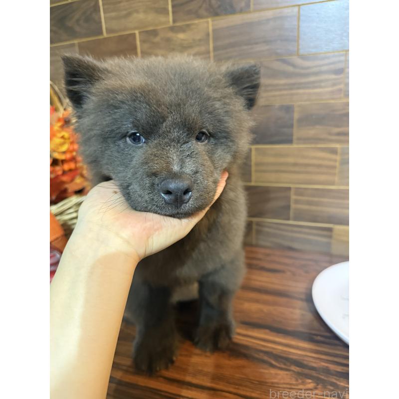 販売中の岐阜県のチャウチャウ-417856の5枚目
