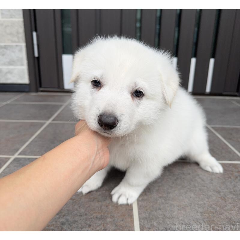 成約済の山梨県のホワイトシェパード-412642の5枚目