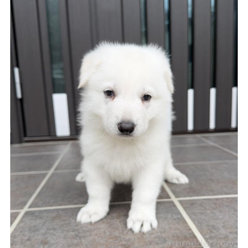 成約済の山梨県のホワイトシェパード-412642の4枚目