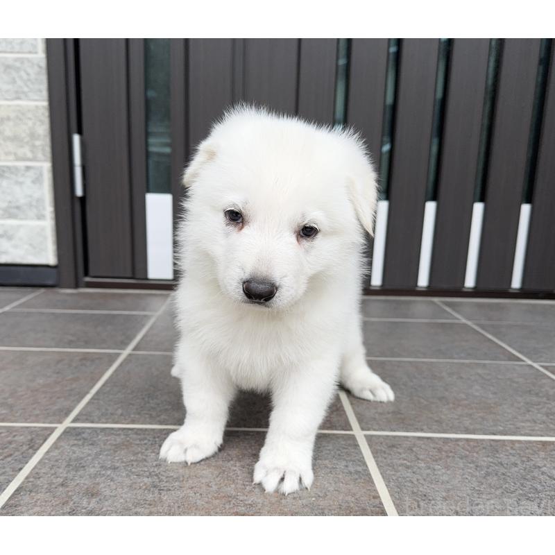 成約済の山梨県のホワイトシェパード-412642の3枚目