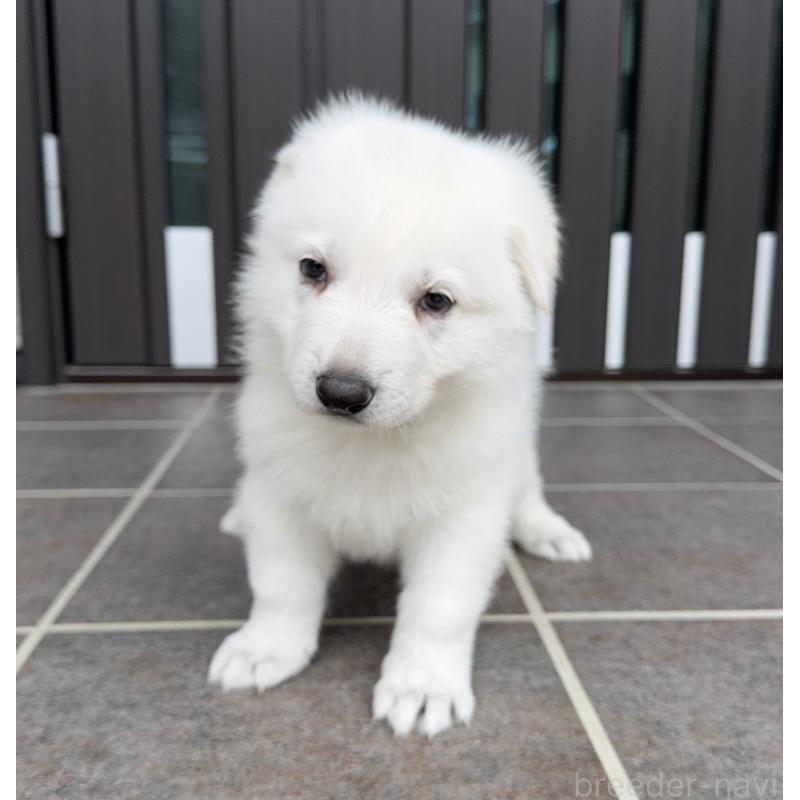 成約済の山梨県のホワイトシェパード-412642の2枚目