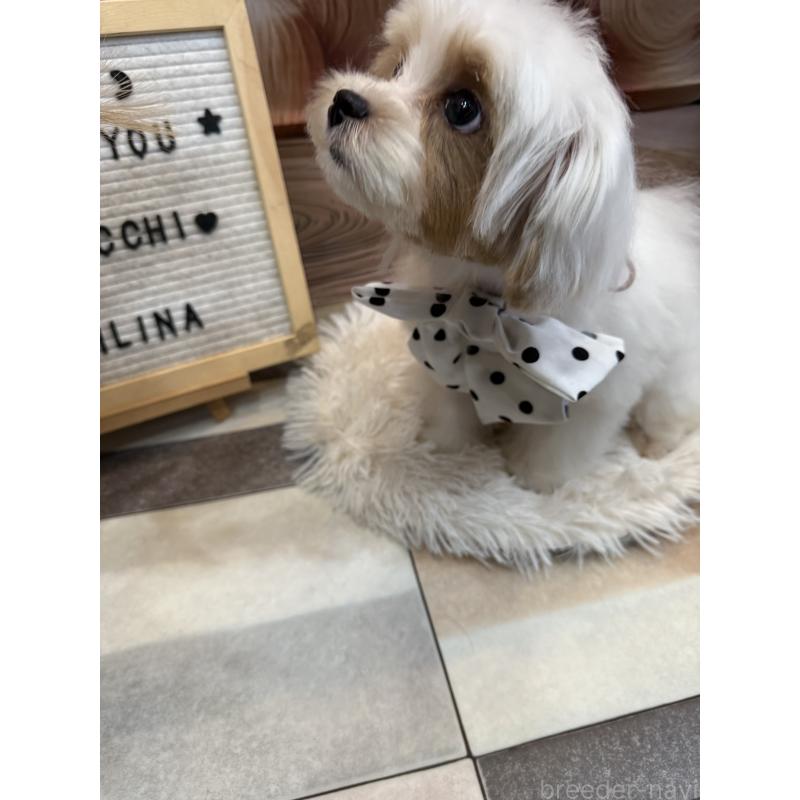 販売中の島根県のマルプー:マルチーズ×トイプードル-389771の3枚目