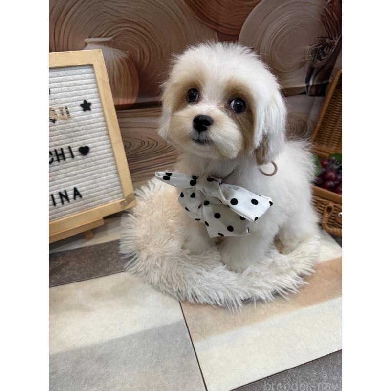 販売中の島根県のマルプー:マルチーズ×トイプードル-389771の2枚目