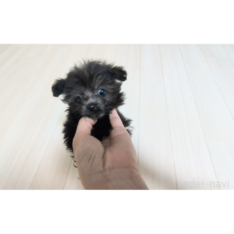 販売中の茨城県のミックス犬-417864の4枚目