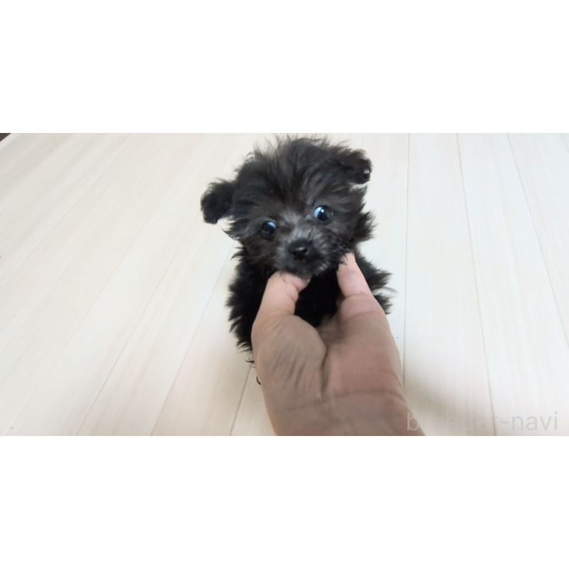 販売中の茨城県のミックス犬-417864の2枚目