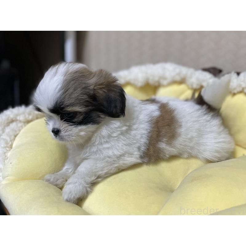 販売中の福岡県のミックス犬-417865の4枚目