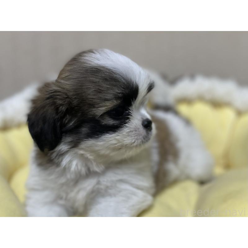 販売中の福岡県のミックス犬-417865の3枚目