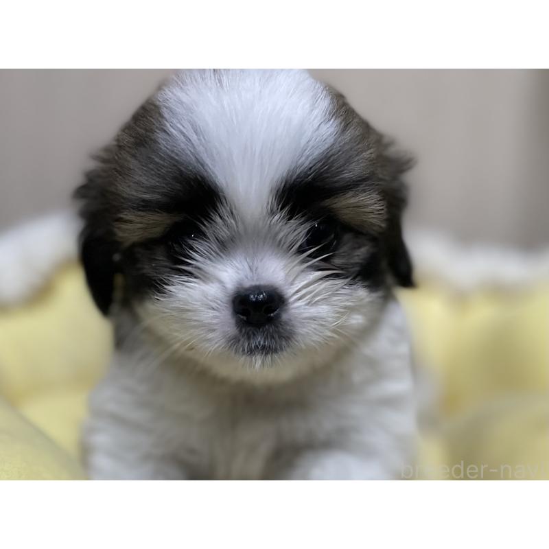 販売中の福岡県のミックス犬-417865の2枚目