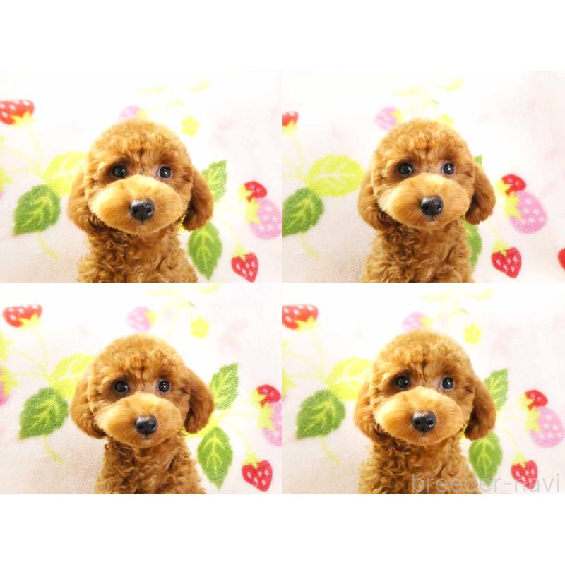 成約済の千葉県のティーカッププードル-392431の6枚目