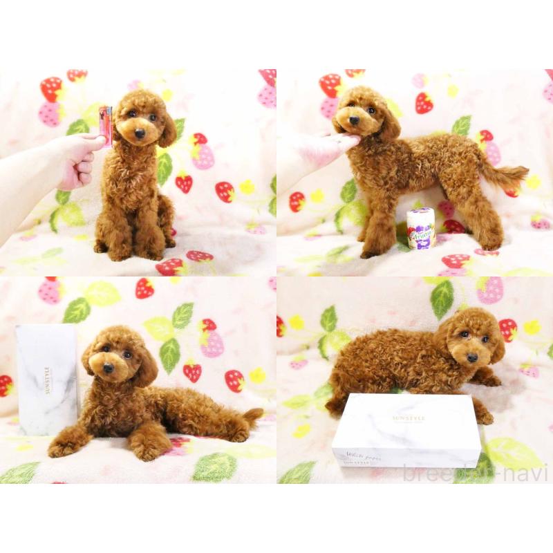 成約済の千葉県のティーカッププードル-392431の5枚目