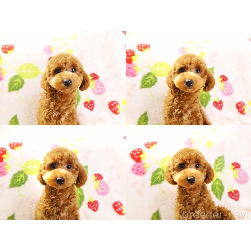 成約済の千葉県のティーカッププードル-392431の4枚目