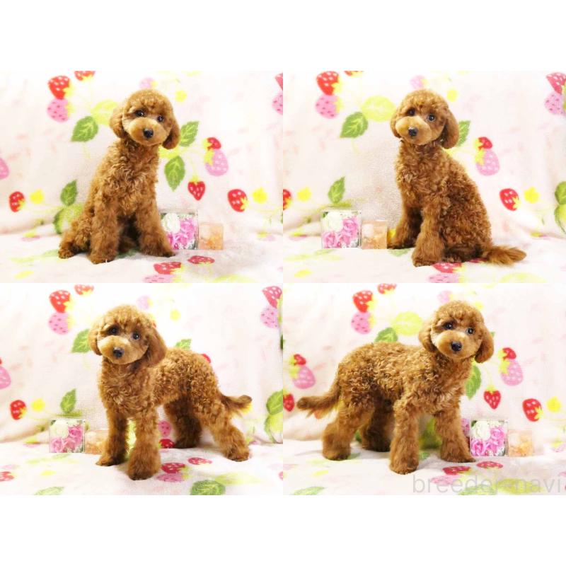 成約済の千葉県のティーカッププードル-392431の3枚目