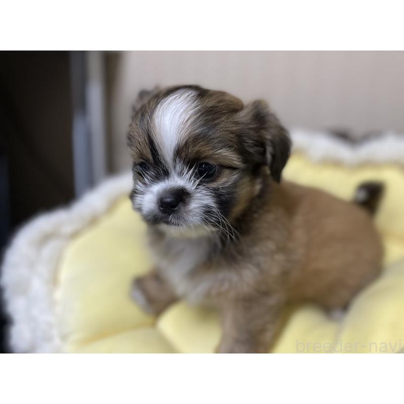 販売中の福岡県のミックス犬-417866の4枚目