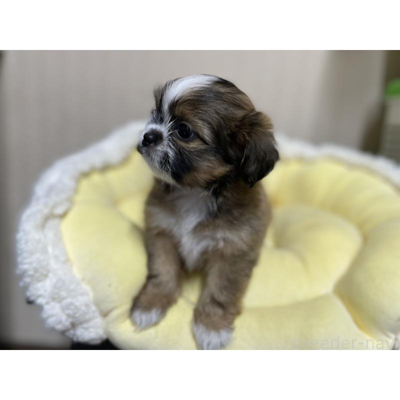 販売中の福岡県のミックス犬-417866の3枚目