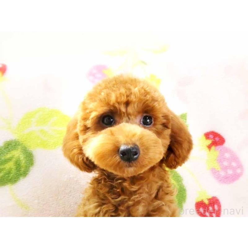 成約済の千葉県のティーカッププードル-392431の2枚目