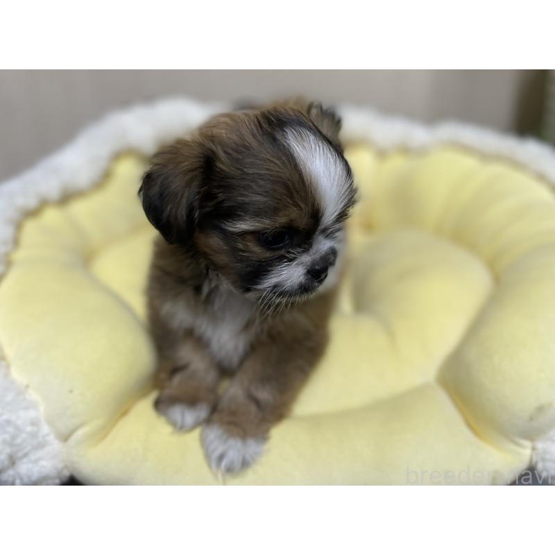 販売中の福岡県のミックス犬-417866の2枚目