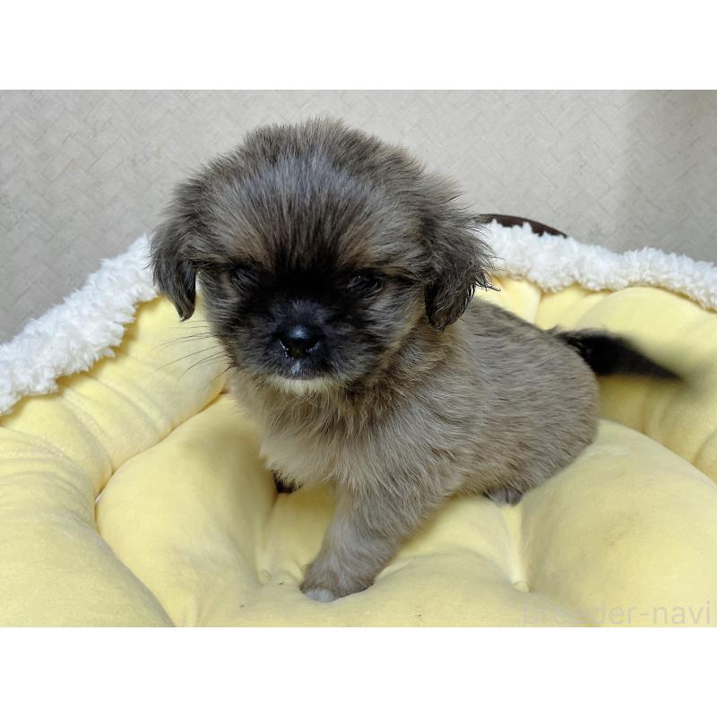 販売中の福岡県のミックス犬-417867の2枚目
