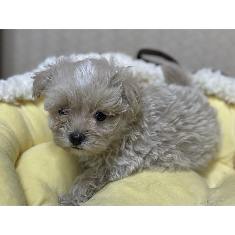 販売中の福岡県のミックス犬-417868の7枚目