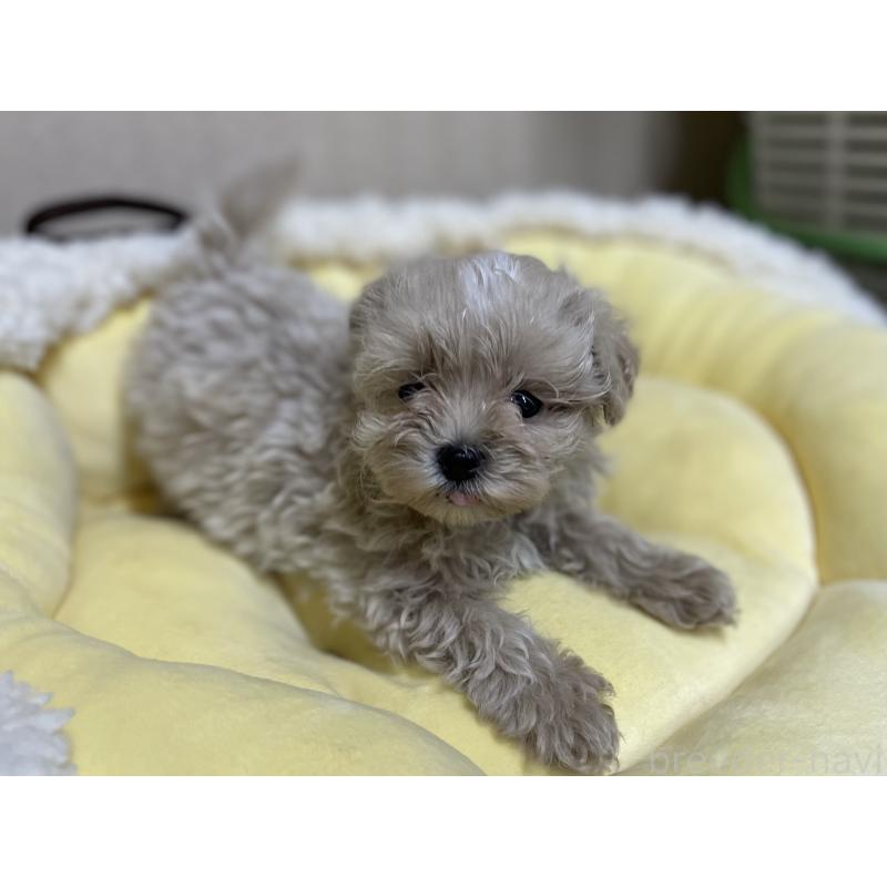 販売中の福岡県のミックス犬-417868の6枚目