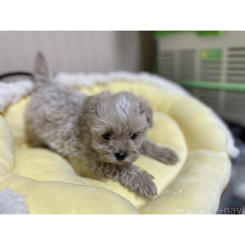 販売中の福岡県のミックス犬-417868の5枚目