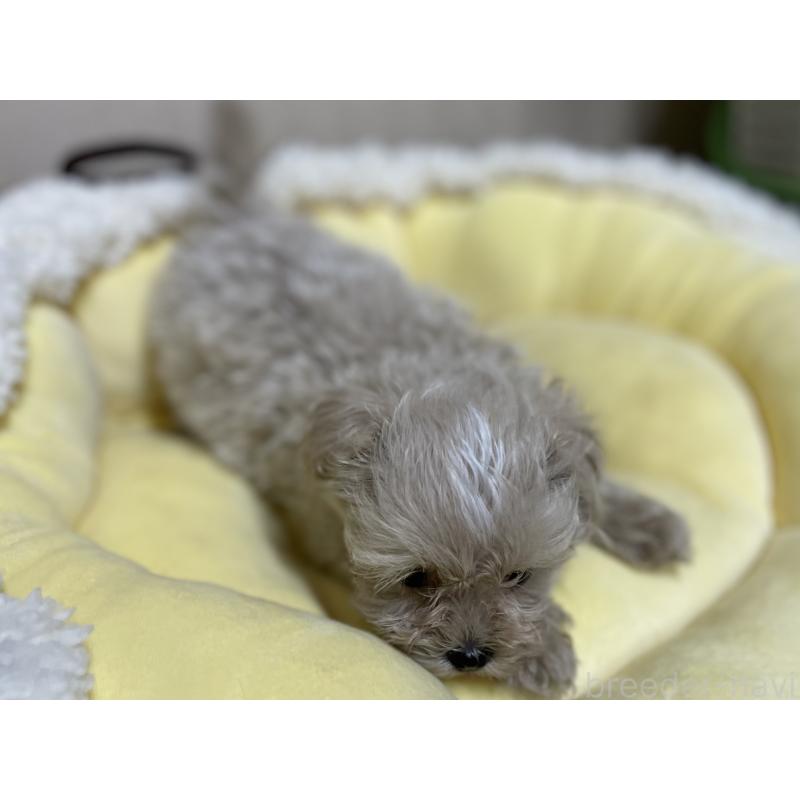販売中の福岡県のミックス犬-417868の4枚目