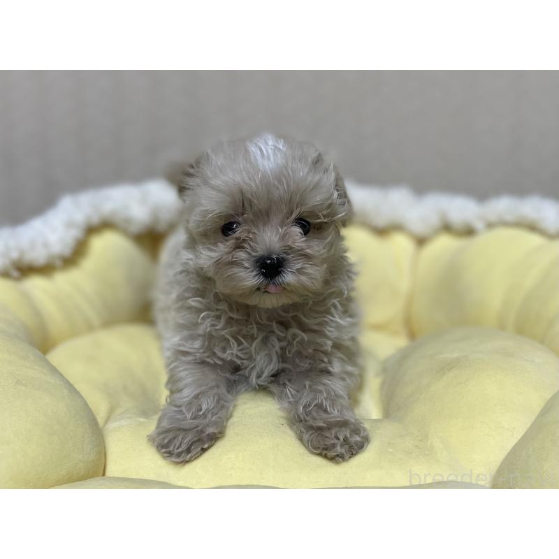 販売中の福岡県のミックス犬-417868の3枚目